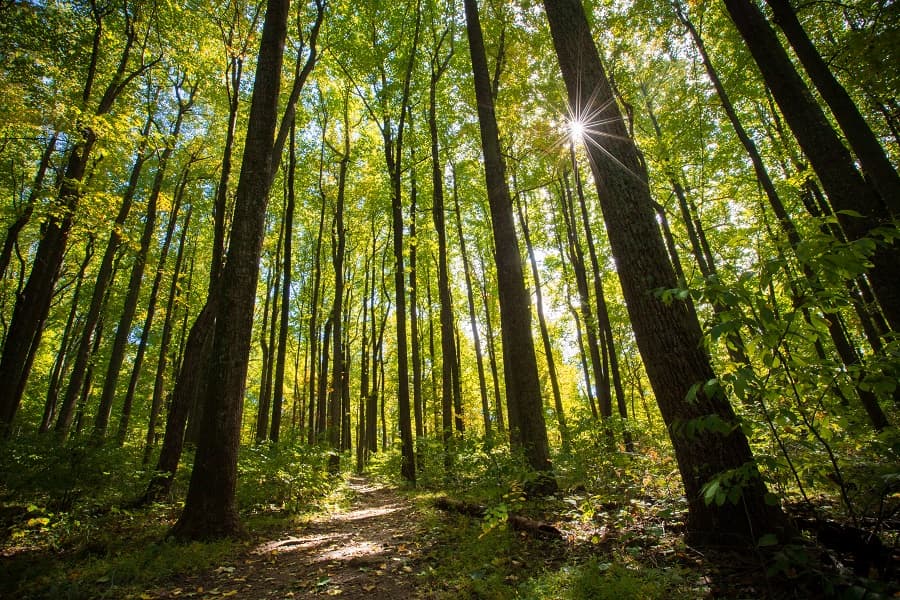 Romanian mayor sent to court for illegally cutting a whole forest to make room for residential district
