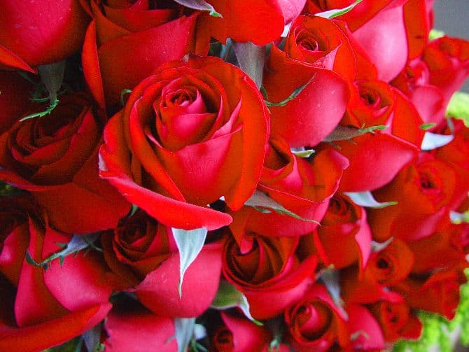Retailer: Red roses are Romanians’ favorite flowers