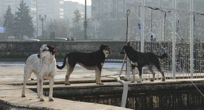 Man gets jail sentence in case of 4-year-old killed by stray dogs in Romania