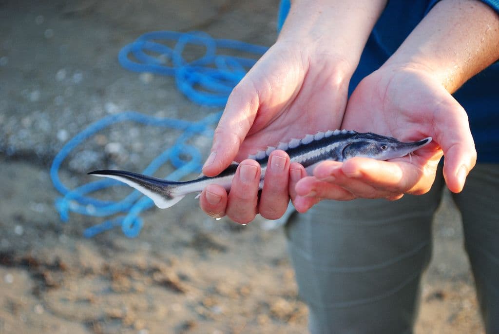 Romania bans sturgeon fishing on the Danube for another five years