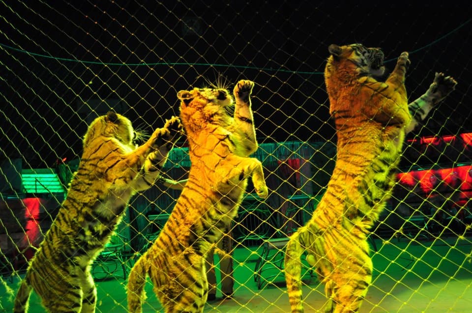 City Hall bans wild animal shows at Bucharest’s Globus Circus