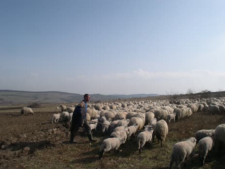 British writer publishes extensive research of traditional Carpathian sheep walking in Romania