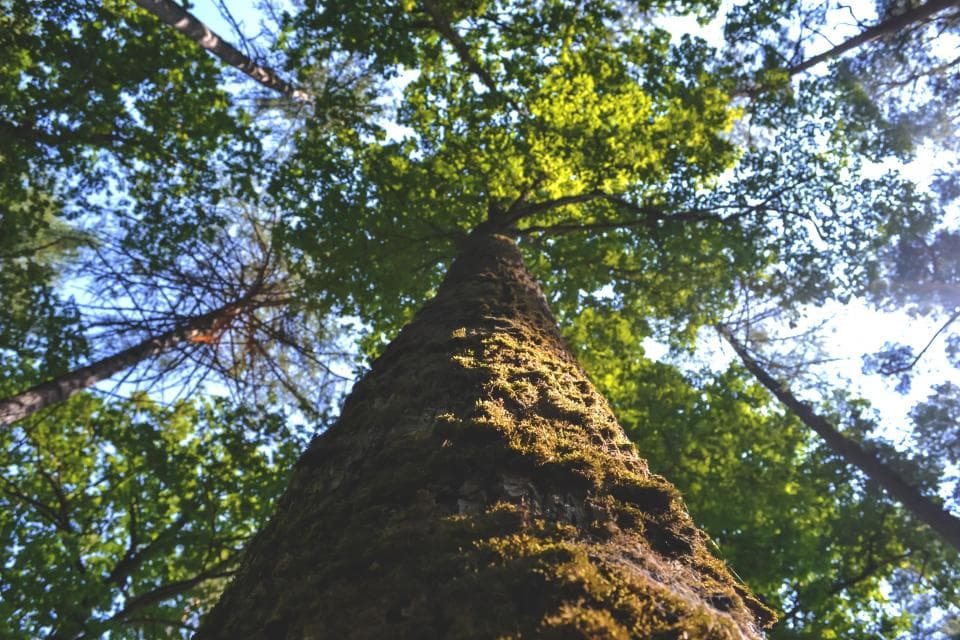 Planting trees, mandatory for those who want to get building permits in Romanian city