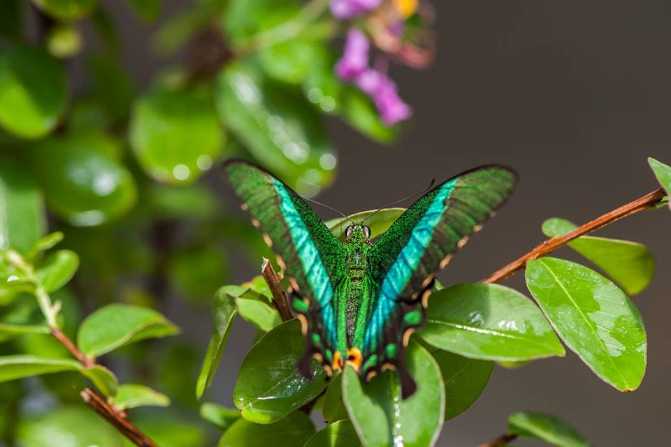 Exotic butterflies fly free at Bucharest museum