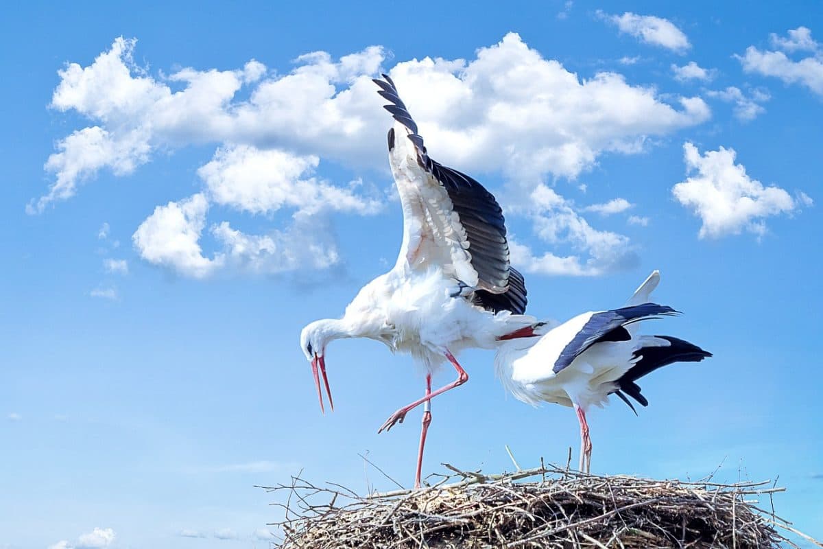 Romanian NGO releases updated version of stork census app