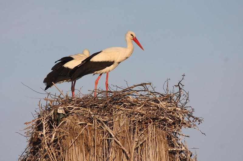 Romanian Ornithological Society launches white stork census app