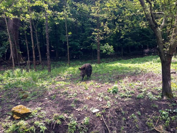 New site for Romanian billionaire’s yearly boar hunt
