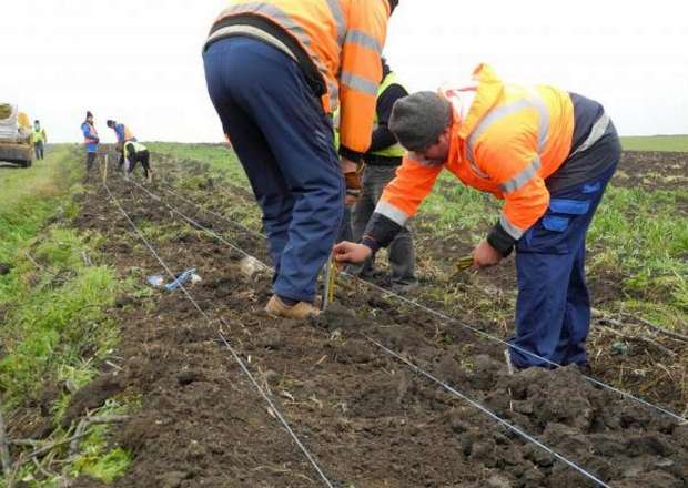 Energy willows, planted to protect roads from blizzards in Western Romania
