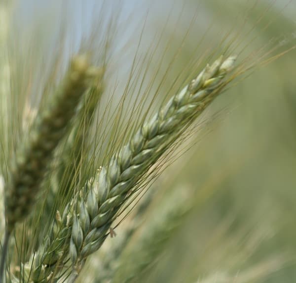 Food prices up in Romania due to bad weather and bad policies, producers warn