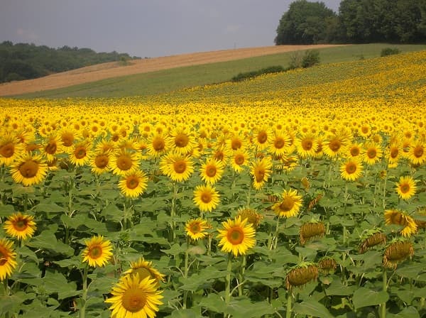 Romanians fear foreigners' quest over local agricultural land