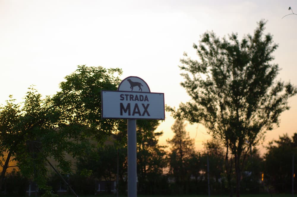 Bucharest stray dogs move to Dogtown, on site of former chicken farm