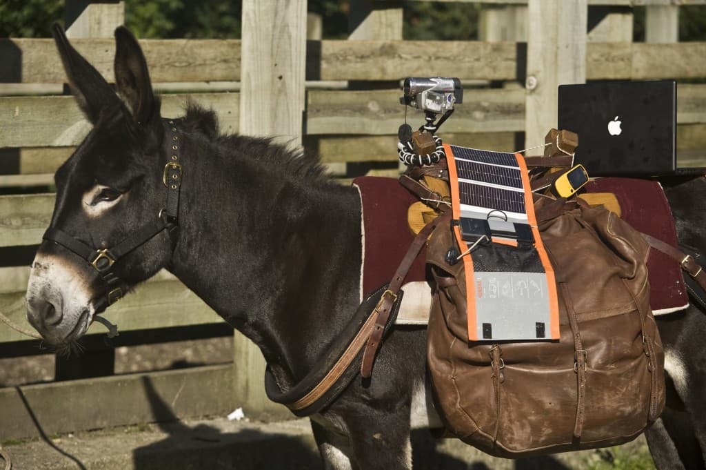 Three Romanians join European artists and a donkey in outdoor walking festival across Belgium