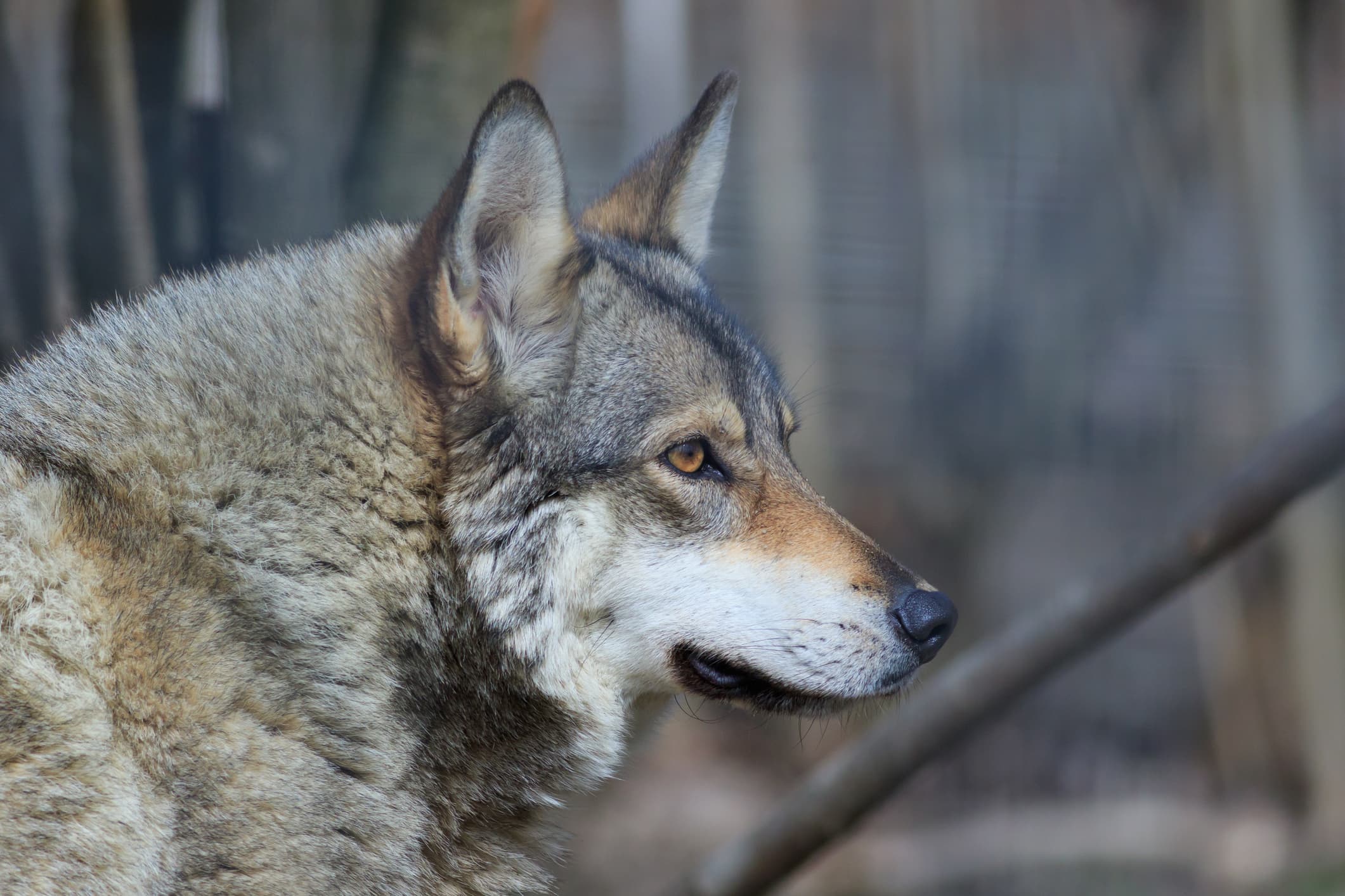 Wolf in the forest.