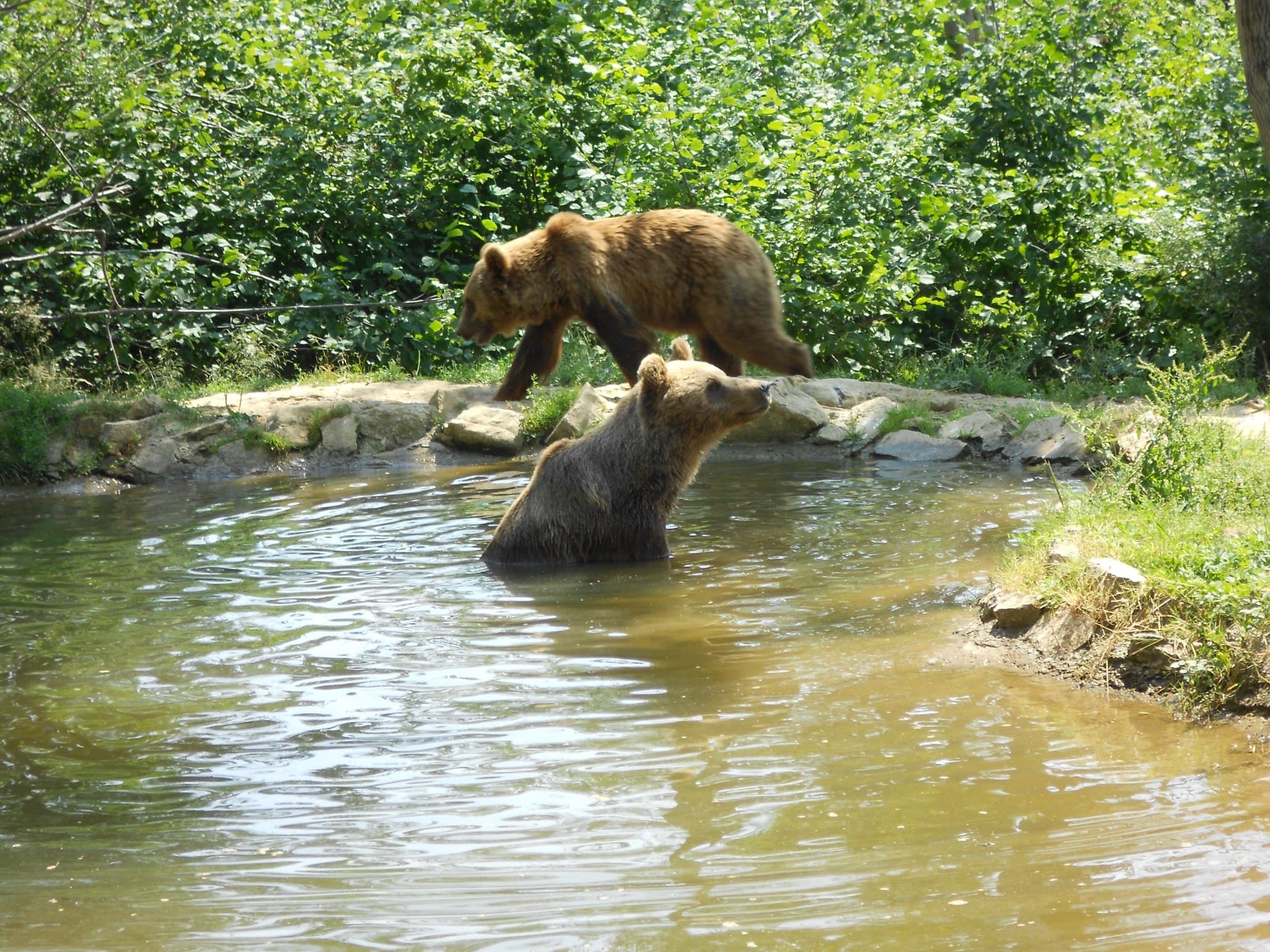 Reserve in Romania offers bear adoption certificates as Valentine’s Day gift