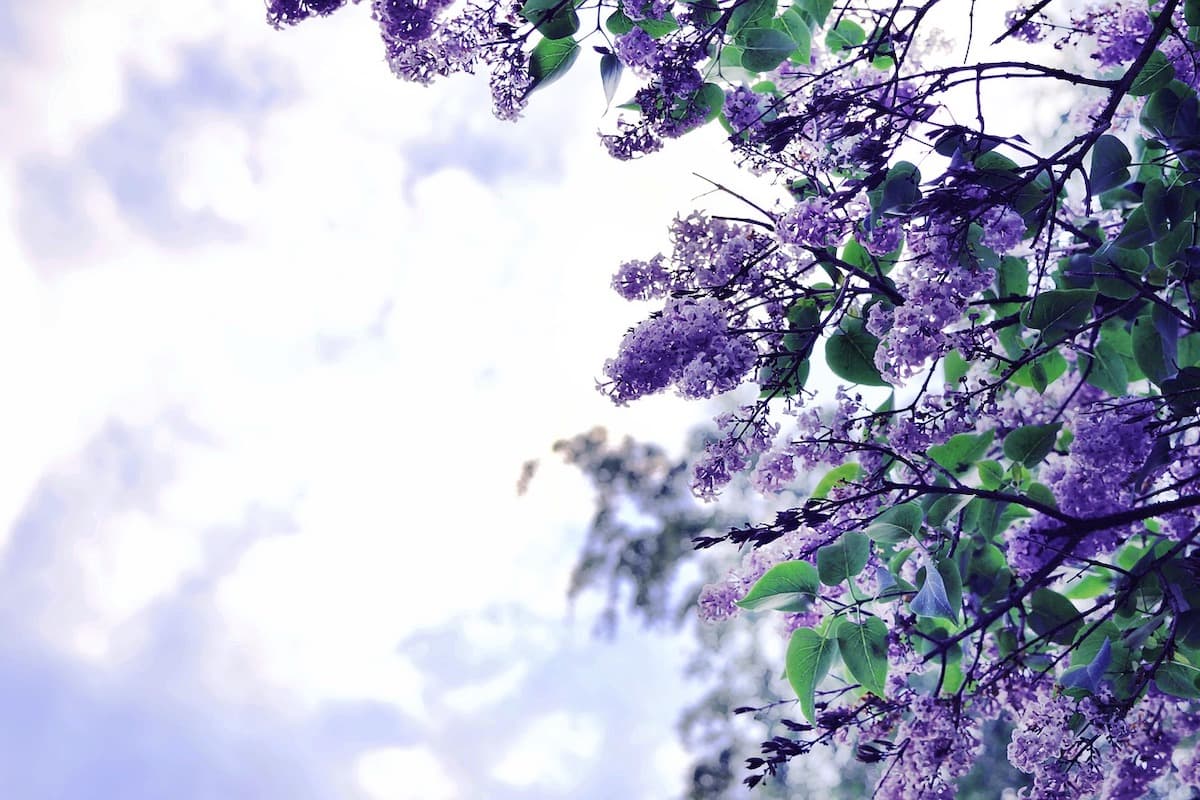Getting in the mood for spring: Botanical gardens to visit in Romania
