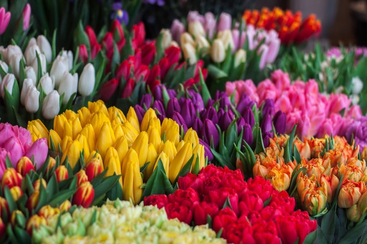 Romania’s flower market grows by 15%-20% per year