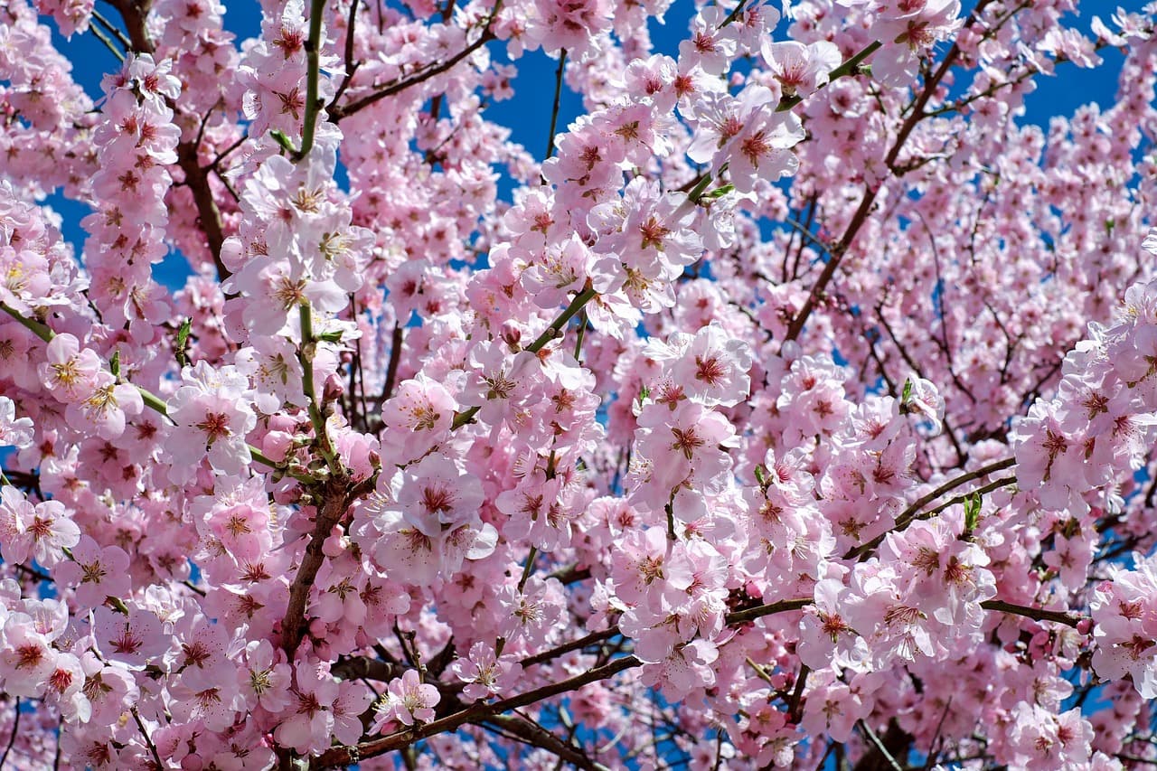 Weekend calendar: Turkish Culture Days, KINOdiseea Altfel, Bucharest Wine Fair, cherry blossoms viewing