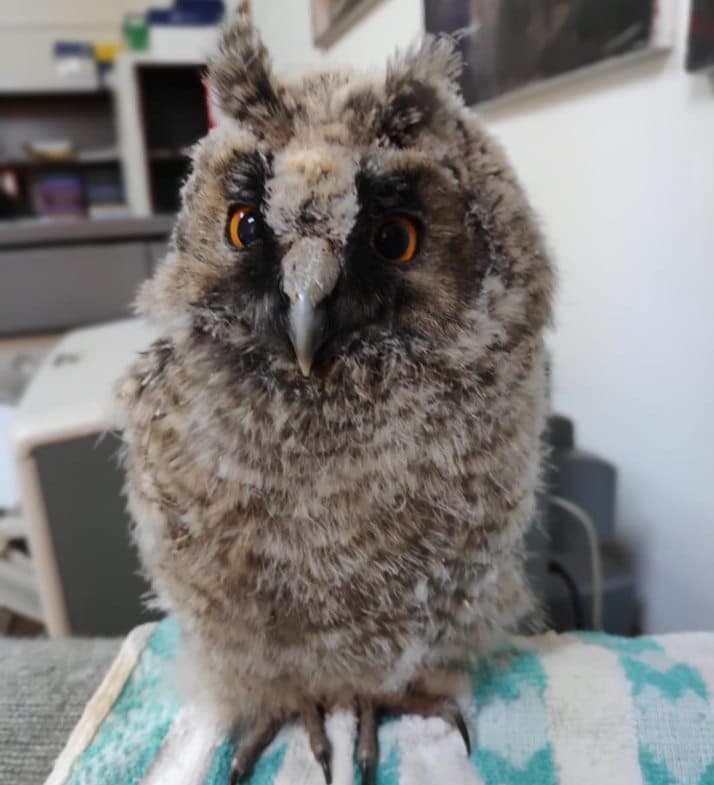 Rescued baby owl becomes Romanian faculty’s mascot