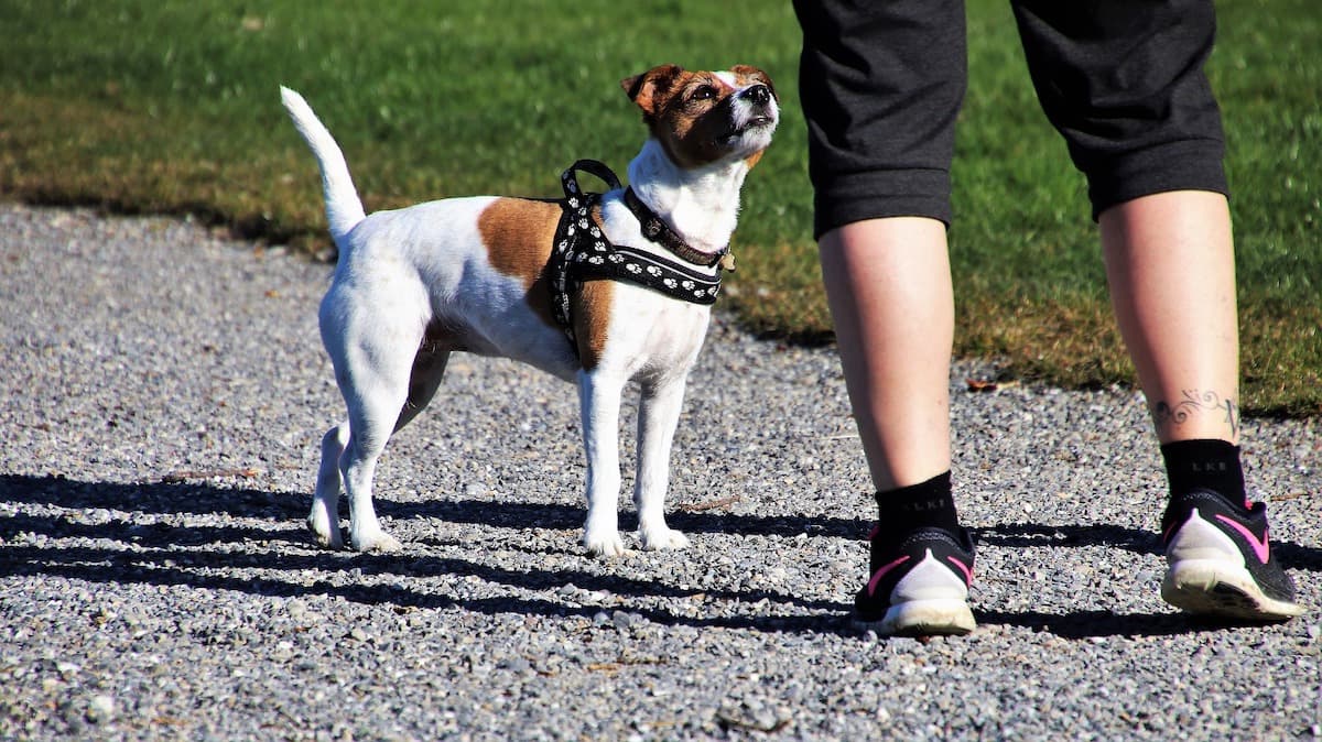 Bucharest City Hall wants to launch pet census this year