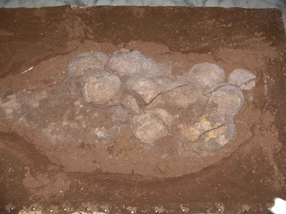 New nests with dinosaur eggs discovered in Romania