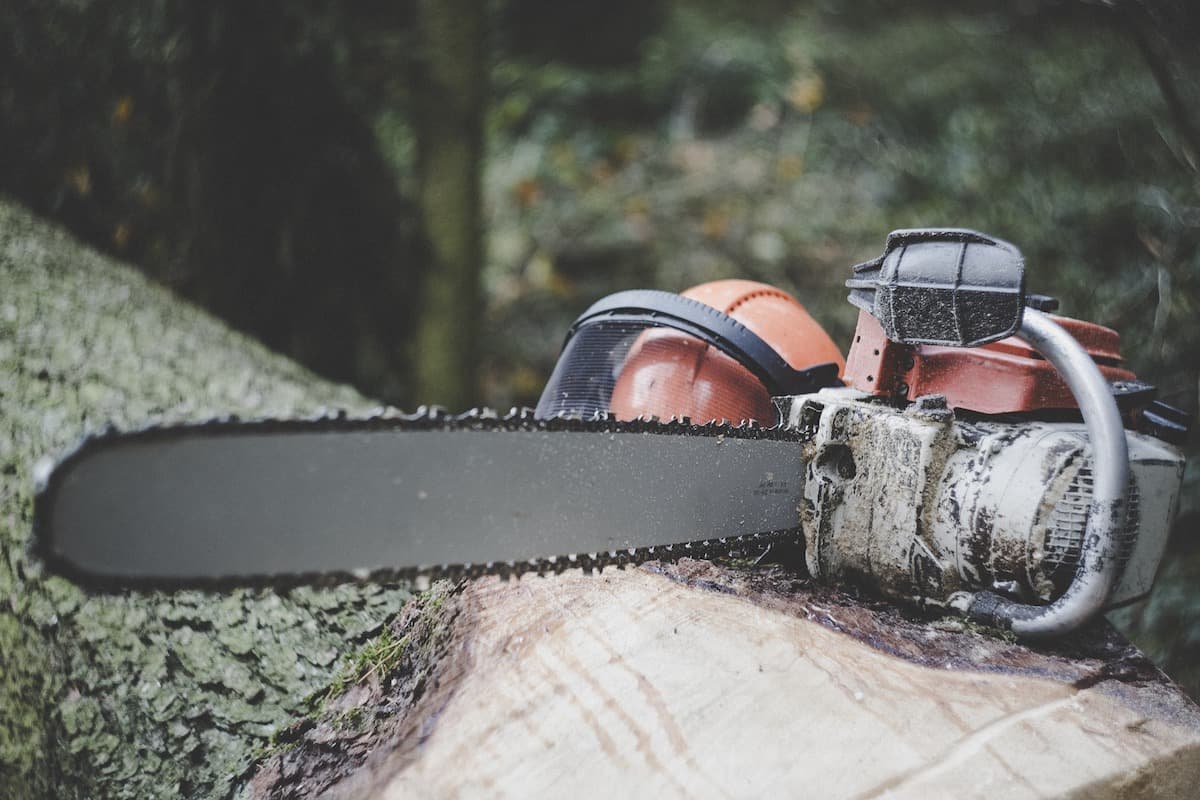 Romanian forest owners claim illegal logging exaggerated by media