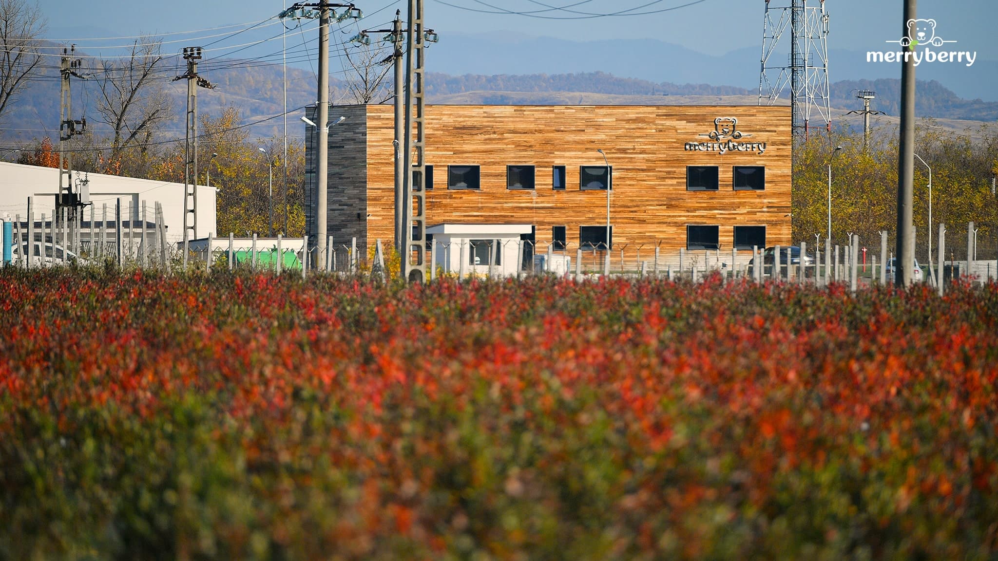 OTP Bank finances largest organic blueberry plantation in Romania