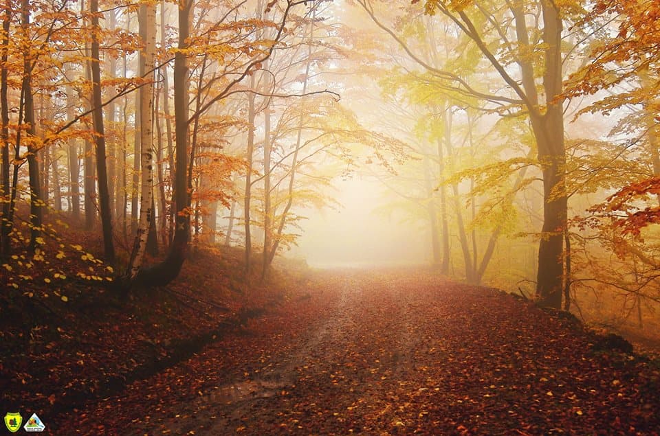 Case of dead forest ranger in Romania reveals ties between lumber mafia and prosecutors