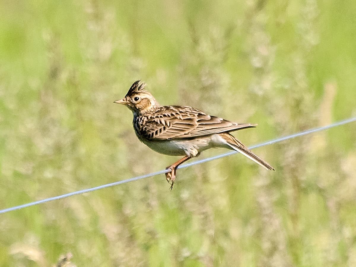 Romania to reintroduce skylarks, chamois on protected species list