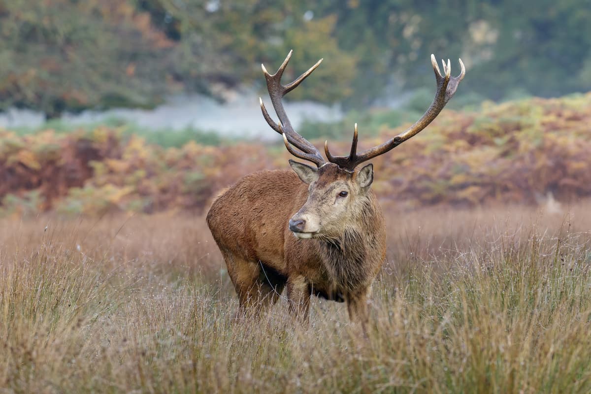 Injured stag comes to die among people in Northern Romania town