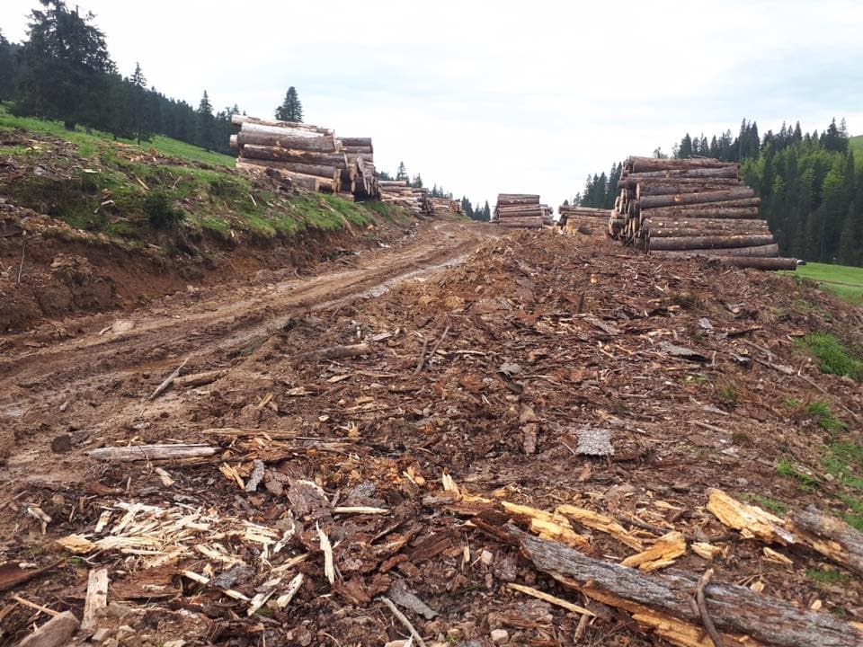 Romania illegal logging: Authorities censor scientific report that shows volume of wood cut each year
