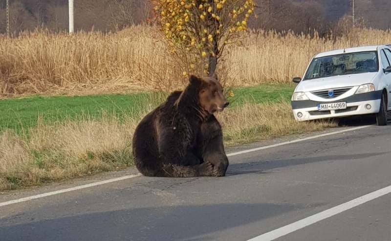 Bear hit by car in central Romania left in agony on the road for almost a full day