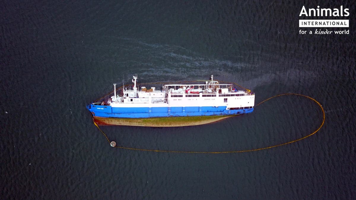 Romania: Capsized ship brought back to shore after three months