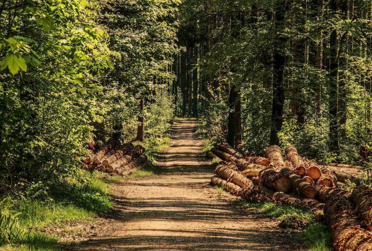 Romania’s Parliament adopts new Forestry Code