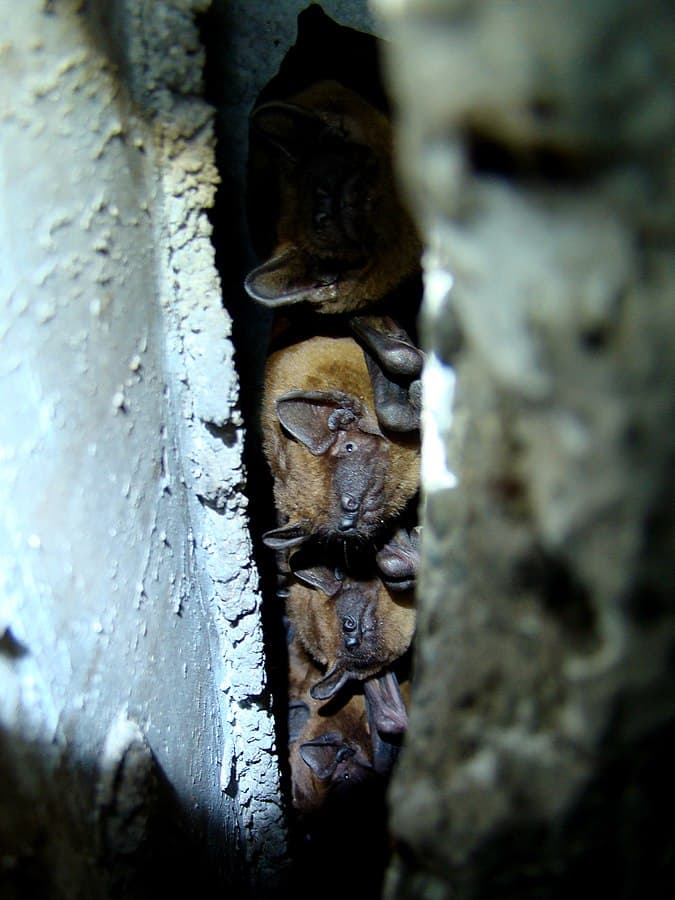 Bat colony moved from Bucharest apartment to nature park