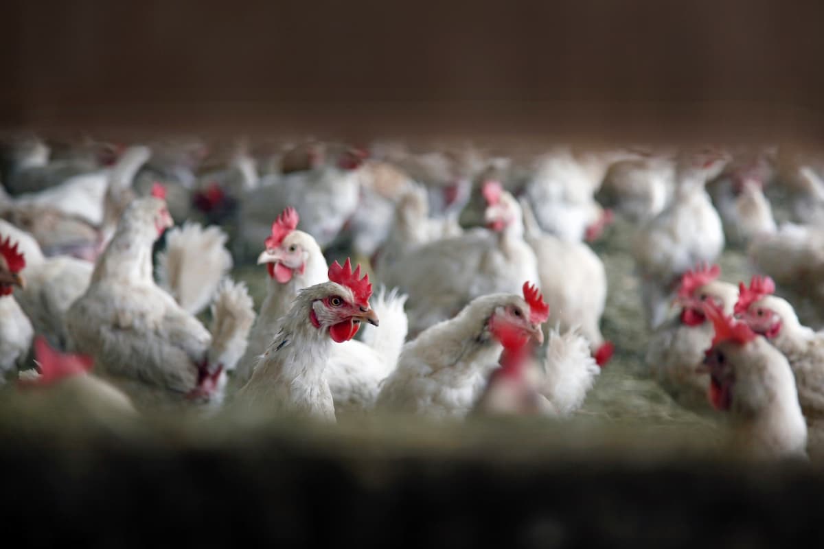 Bird flu confirmed at chicken farm in northern Romania
