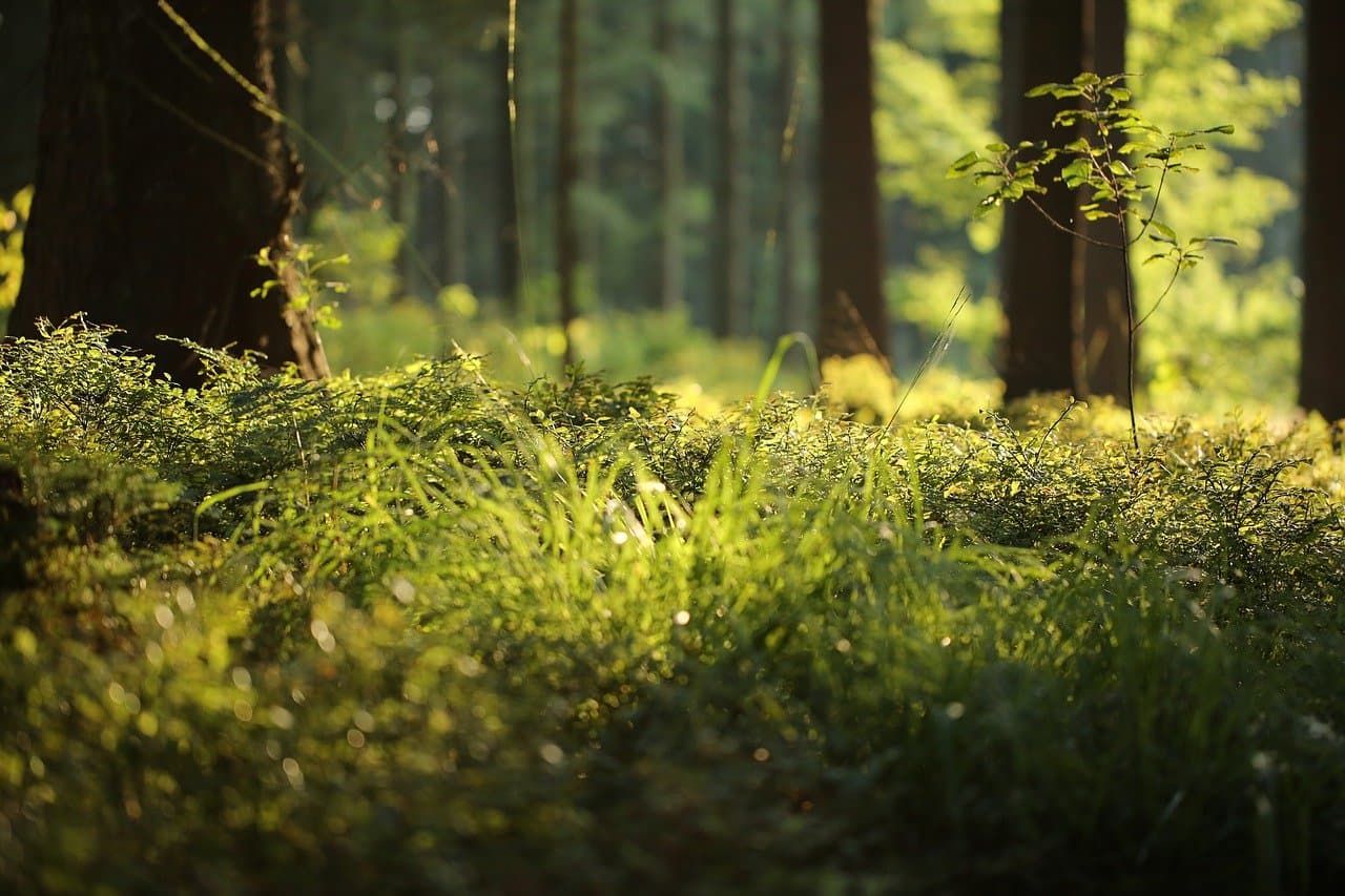 Several forests around Bucharest get protected-area status