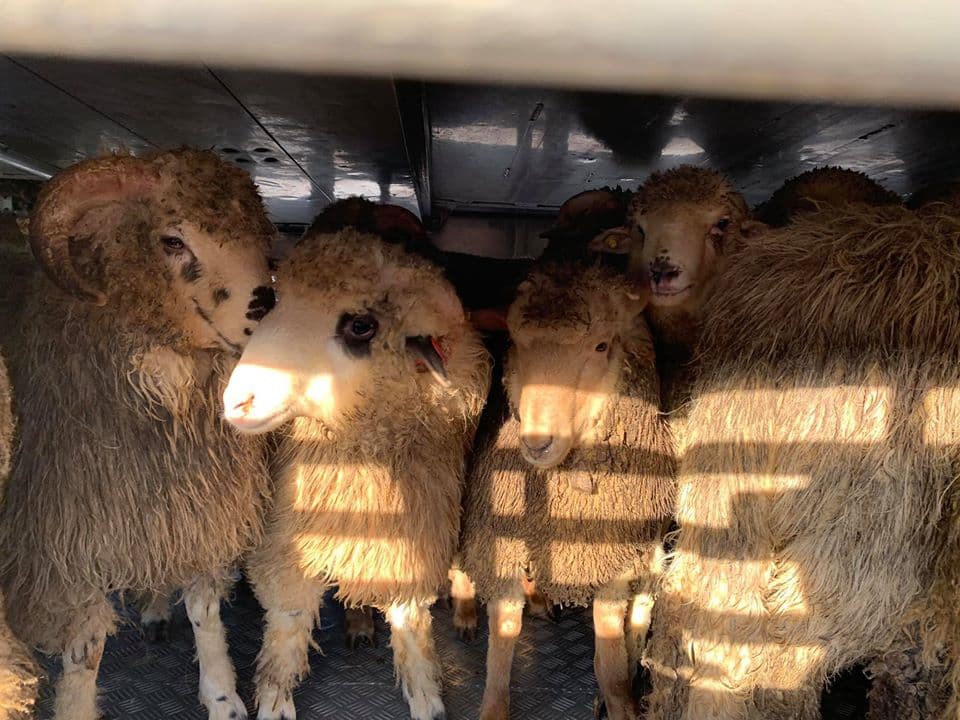 Sheep saved from capsized ship find new home at farm near Bucharest