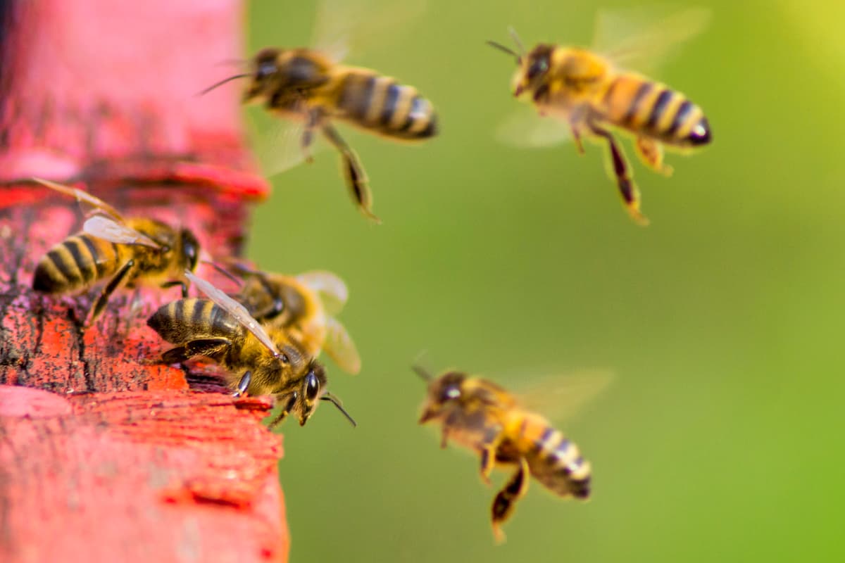 EC bans Romania from using bee-killing pesticides