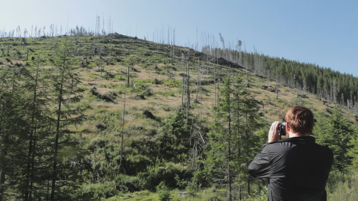 Documentary about illegal logging in Romania premiers at Copenhagen festival