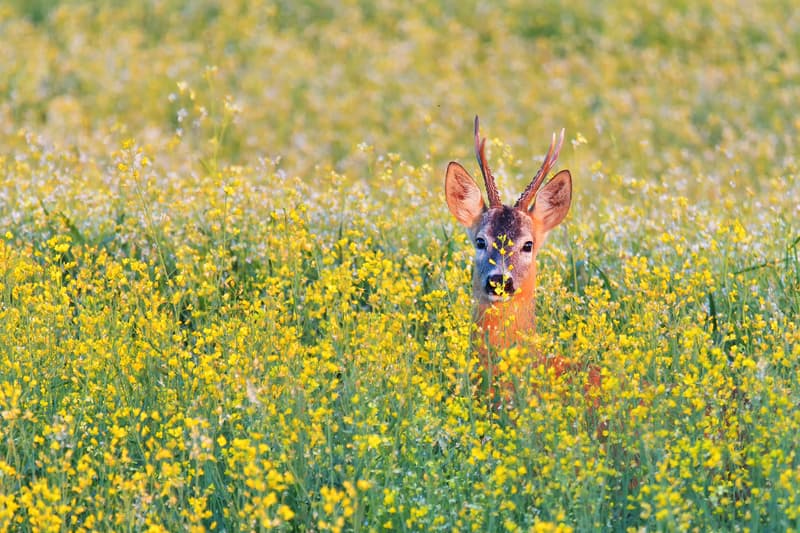 Virtual outings: An online dose of Romania’s nature and wildlife