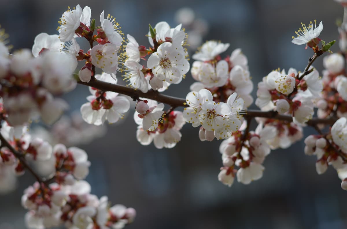 Romania travel: Destinations for a spring break