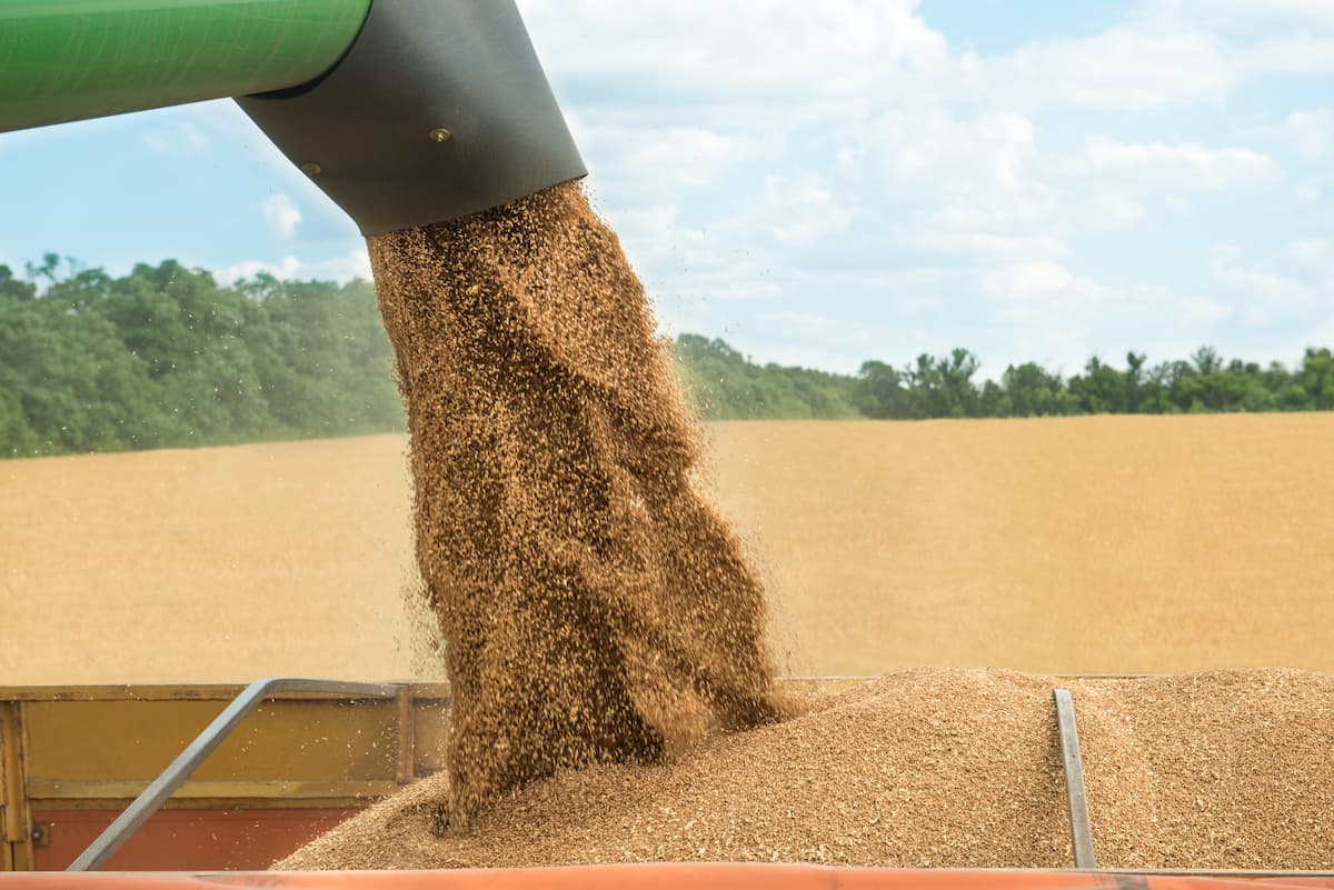 Romania's wheat crop to shrink by 25% YoY this year