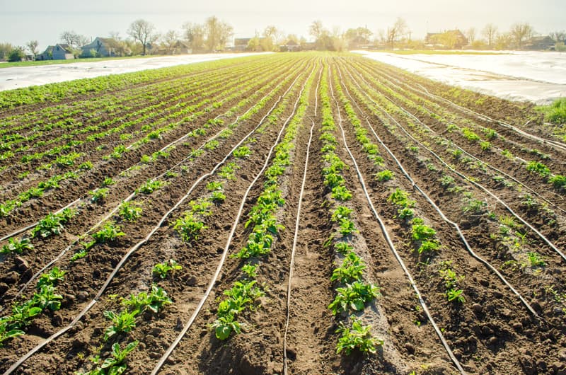 Romania’s Maxagro buys farm from Belgian investor for EUR 25 mln