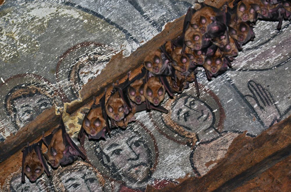 Bat colony discovered in small wooden church in northwestern Romania