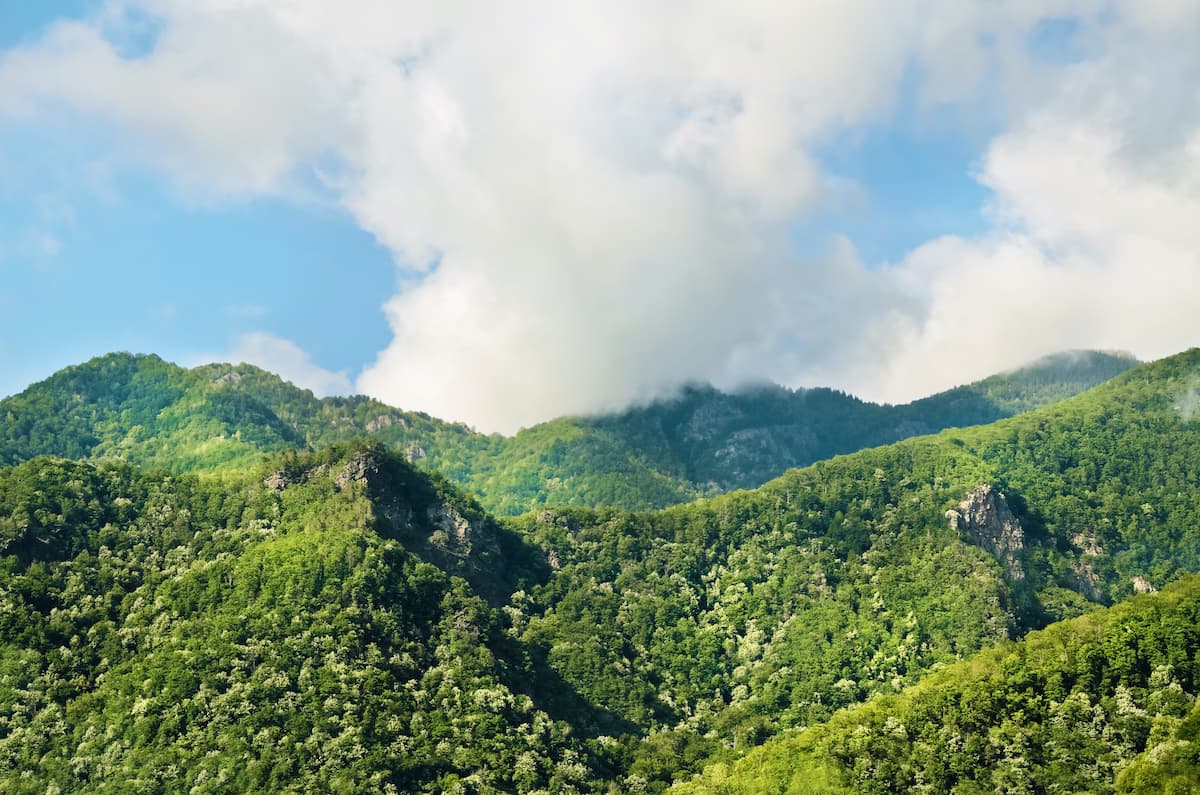 EC gives last warning to Romania about protecting virgin forests