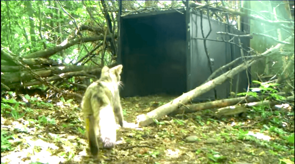 Watch: Wildcat spotted in Romanian forest