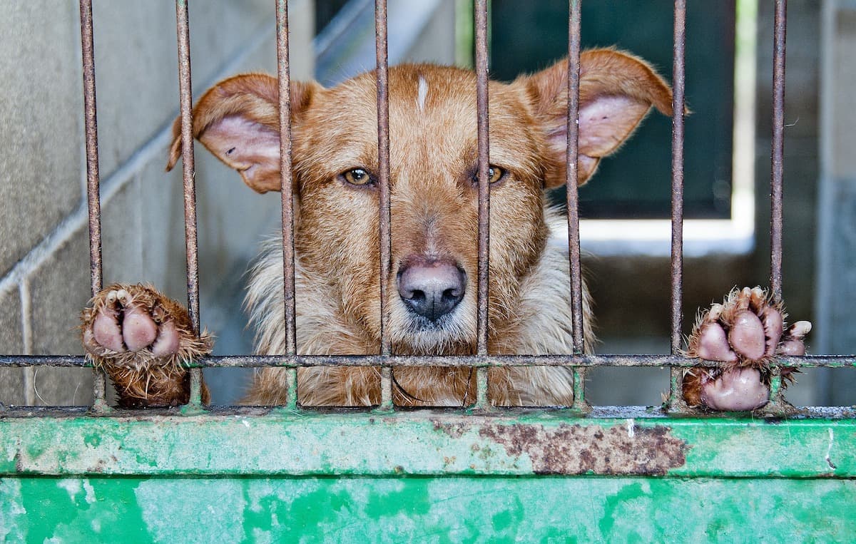 Animal Police to be set up in Romania