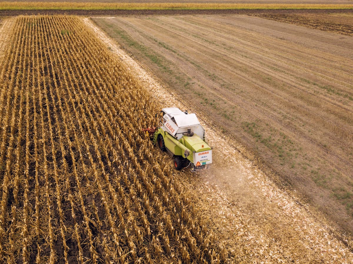 Romania's maize crop at lowest level since 2007