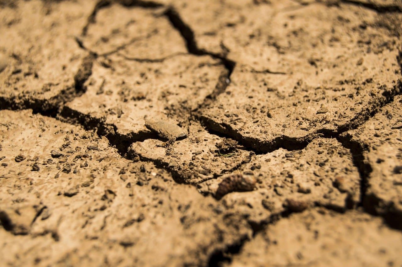 Drought destroys a quarter of Romania’s crops this year