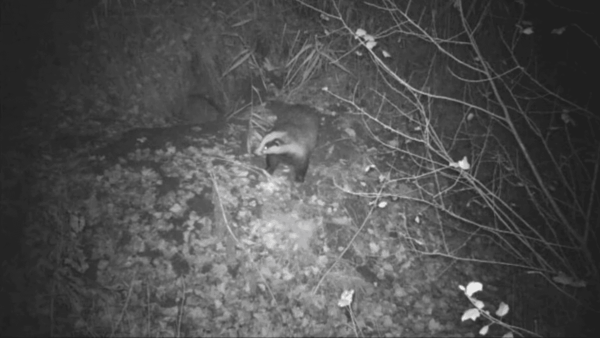 Watch: Family of badgers filmed in Romanian forest